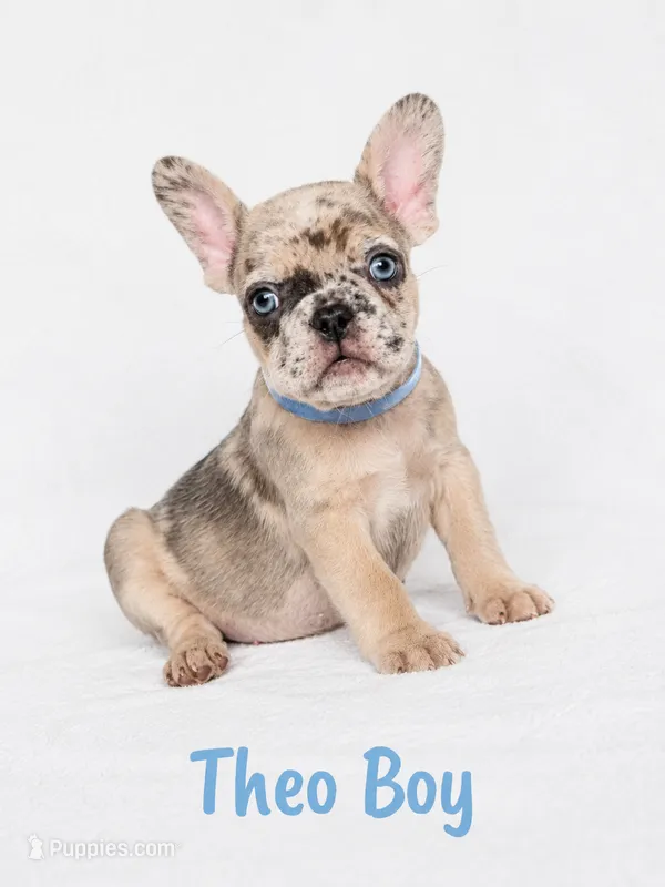 Theo AKC – French Bulldog puppy for sale in Sterling Heights, MI