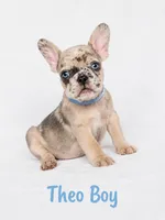 Theo AKC, a male French Bulldog for sale in Sterling Heights, MI – 1 of 10