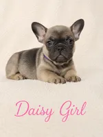 Daisy AKC, a female French Bulldog for sale in Sterling Heights, MI – 6 of 10