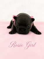 Rosie AKC, a female French Bulldog for sale in Sterling Heights, MI – 2 of 10