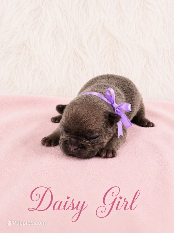 Daisy AKC – French Bulldog puppy for sale in Sterling Heights, MI