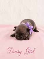 Daisy AKC, a female French Bulldog for sale in Sterling Heights, MI – 1 of 10