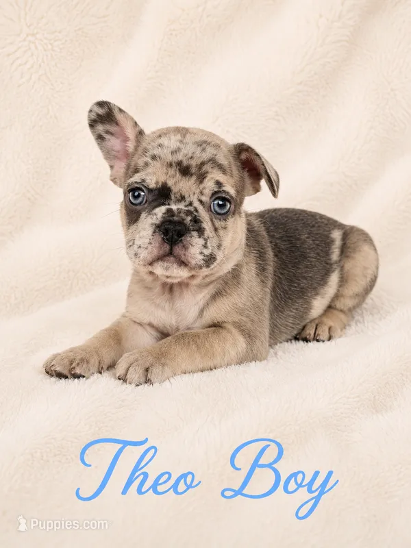 Theo AKC – French Bulldog puppy for sale in Sterling Heights, MI