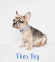 Theo AKC, a male French Bulldog for sale in Sterling Heights, MI – 8 of 10