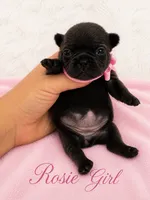 Rosie AKC, a female French Bulldog for sale in Sterling Heights, MI – 4 of 10