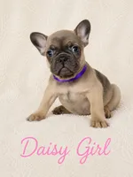 Daisy AKC, a female French Bulldog for sale in Sterling Heights, MI – 8 of 10
