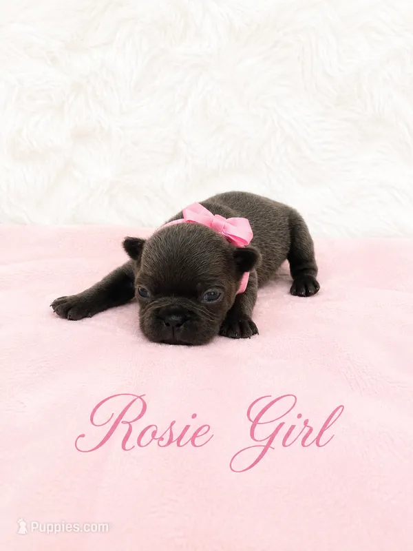 Rosie AKC – French Bulldog puppy for sale in Sterling Heights, MI