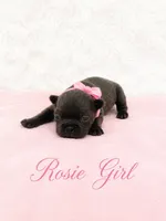 Rosie AKC, a female French Bulldog for sale in Sterling Heights, MI – 1 of 10