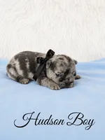 Hudson AKC, a male French Bulldog for sale in Sterling Heights, MI – 4 of 10