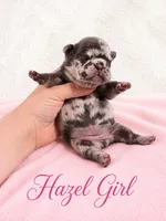 Hazel Akc, a female French Bulldog for sale in Sterling Heights, MI – 6 of 10