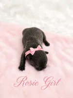 Rosie AKC, a female French Bulldog for sale in Sterling Heights, MI – 5 of 10