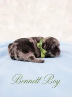 Bennett AKC, a male French Bulldog for sale in Sterling Heights, MI – 2 of 10