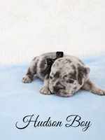 Hudson AKC, a male French Bulldog for sale in Sterling Heights, MI – 7 of 10