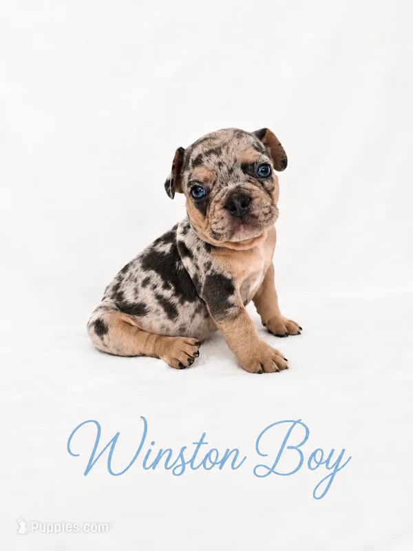 Winston AKC – French Bulldog puppy for sale in Sterling Heights, MI