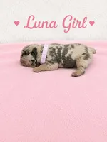 Luna AKC, a female French Bulldog for sale in Sterling Heights, MI – 2 of 10