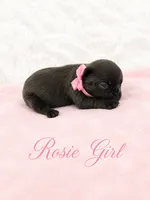 Rosie AKC, a female French Bulldog for sale in Sterling Heights, MI – 3 of 10