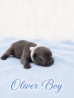 Oliver AKC, a male French Bulldog for sale in Sterling Heights, MI – 4 of 10