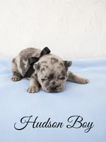 Hudson AKC, a male French Bulldog for sale in Sterling Heights, MI – 3 of 10