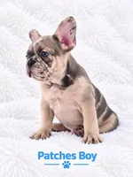 Patches AKC, a male French Bulldog for sale in Sterling Heights, MI – 10 of 10
