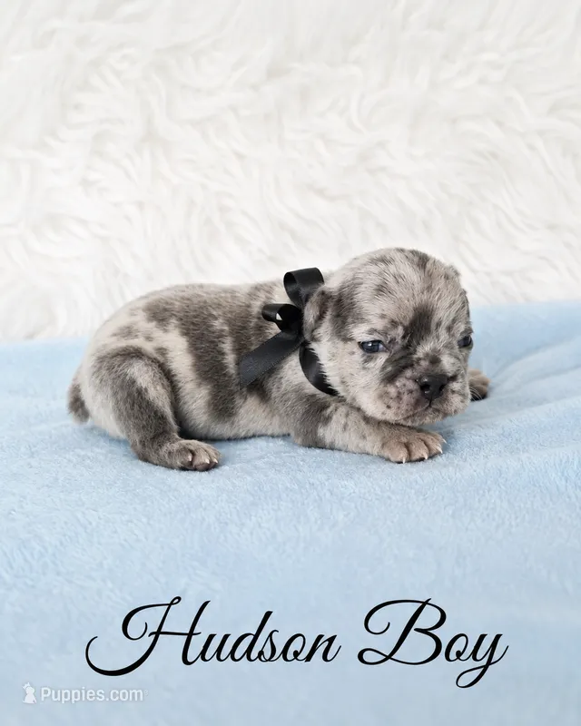 Hudson AKC – French Bulldog puppy for sale in Sterling Heights, MI