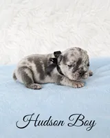 Hudson AKC, a male French Bulldog for sale in Sterling Heights, MI – 1 of 10