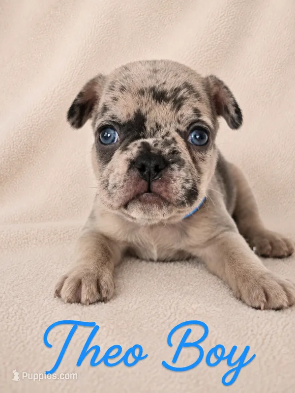 Theo AKC – French Bulldog puppy for sale in Sterling Heights, MI
