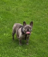 Daisy AKC, a female French Bulldog for sale in Sterling Heights, MI – 9 of 10