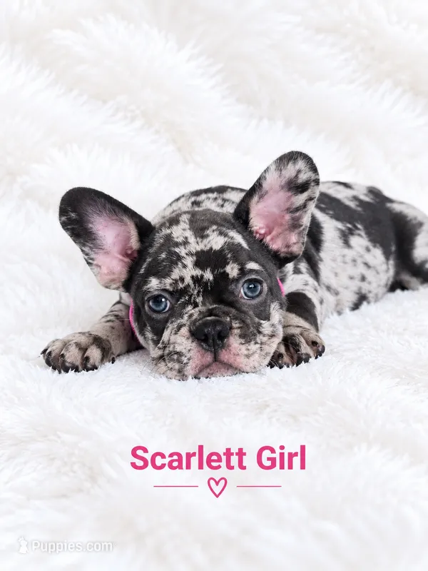 Scarlett AKC – French Bulldog puppy for sale in Sterling Heights, MI