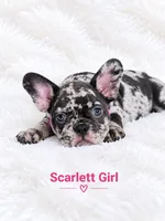 Scarlett AKC, a female French Bulldog for sale in Sterling Heights, MI – 3 of 10