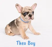 Theo AKC, a male French Bulldog for sale in Sterling Heights, MI – 6 of 10