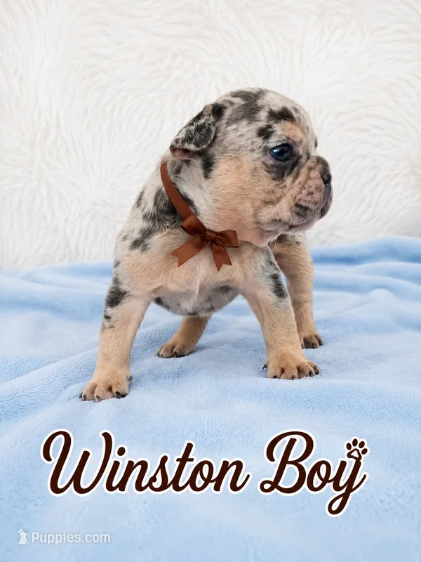 Winston AKC – French Bulldog puppy for sale in Sterling Heights, MI