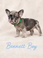 Bennett AKC, a male French Bulldog for sale in Sterling Heights, MI – 2 of 10