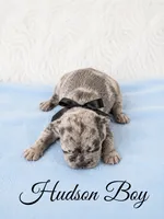 Hudson AKC, a male French Bulldog for sale in Sterling Heights, MI – 5 of 10