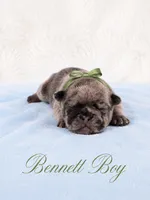 Bennett AKC, a male French Bulldog for sale in Sterling Heights, MI – 5 of 10