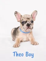 Theo AKC, a male French Bulldog for sale in Sterling Heights, MI – 2 of 10