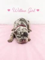 Willow AKC, a female French Bulldog for sale in Sterling Heights, MI – 6 of 10