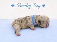 Bentley AKC, a male French Bulldog for sale in Sterling Heights, MI – 3 of 10