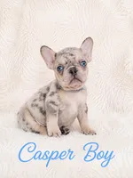 Casper Akc , a male French Bulldog for sale in Sterling Heights, MI – 7 of 10