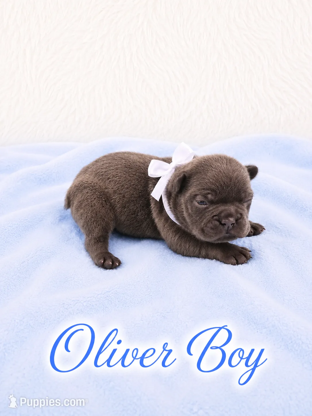Oliver AKC – French Bulldog Puppy for Sale | Puppies.com