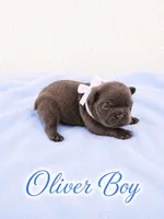 Oliver AKC, a male French Bulldog for sale in Sterling Heights, MI – 2 of 10