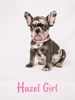 Hazel Akc, a female French Bulldog for sale in Sterling Heights, MI – 7 of 10