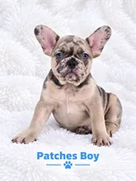 Patches AKC, a male French Bulldog for sale in Sterling Heights, MI – 6 of 10
