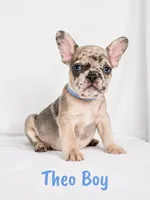 Theo AKC, a male French Bulldog for sale in Sterling Heights, MI – 3 of 10