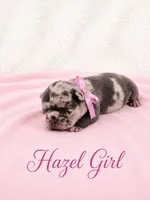 Hazel Akc, a female French Bulldog for sale in Sterling Heights, MI – 3 of 10