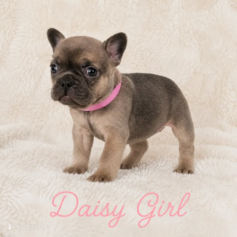 Daisy AKC – French Bulldog puppy for sale in Sterling Heights, MI