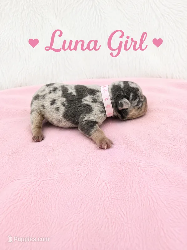 Luna AKC – French Bulldog puppy for sale in Sterling Heights, MI