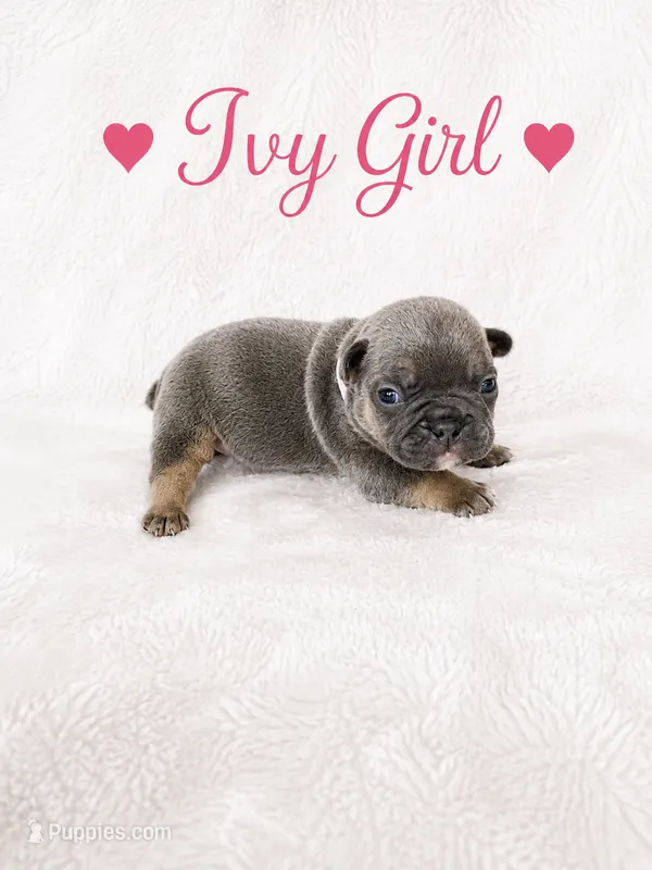 Ivy AKC – French Bulldog puppy for sale in Sterling Heights, MI