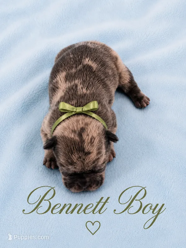 Bennett AKC – French Bulldog puppy for sale in Sterling Heights, MI