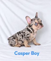 Casper Akc , a male French Bulldog for sale in Sterling Heights, MI – 6 of 10