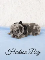 Hudson AKC, a male French Bulldog for sale in Sterling Heights, MI – 6 of 10